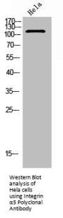 ITGA5 Antibody