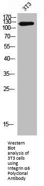 ITGA6 Antibody