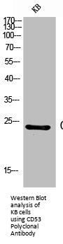 CD53 Polyclonal Antibody