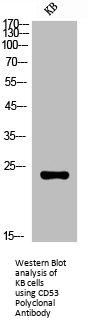 CD53 Polyclonal Antibody