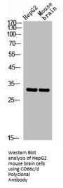 CEACAM3/CEACAM6 Antibody