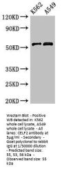 CELF2 Antibody