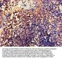 CELF2 Antibody
