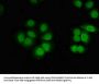 CELF2 Antibody