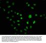 CUX1 Antibody