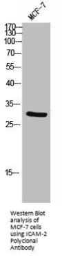 ICAM2 Antibody