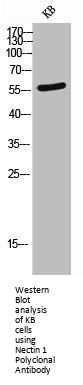 PVRL1 Antibody