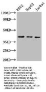 CXCR3 Antibody