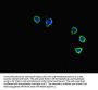 CXCR3 Antibody