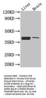 CXCR4 Antibody