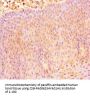 CXCR4 Antibody