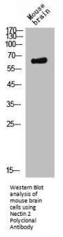 PVRL2 Antibody