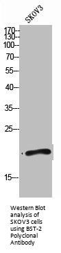 BST2 Antibody