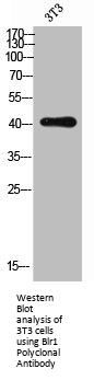 CXCR5 Antibody