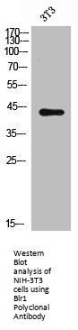 CXCR5 Antibody