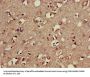 AP2M1 Antibody