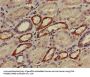 AP2M1 Antibody