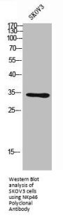 NCR1 Antibody