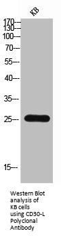 TNFSF8 Antibody