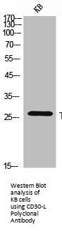 TNFSF8 Antibody