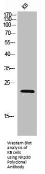 NCR3 Antibody