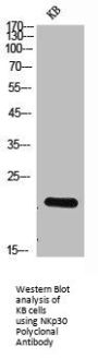 NCR3 Antibody