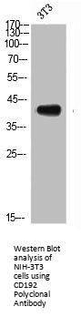CCR2 Antibody