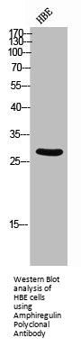 AREG Antibody