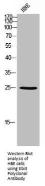 Ebi3 Polyclonal Antibody