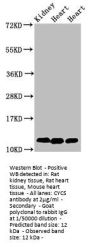 CYCS Antibody