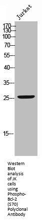 Phospho-BCL2 (S70) Antibody