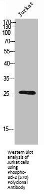 Phospho-BCL2 (S70) Antibody