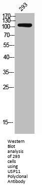 USP11 Antibody