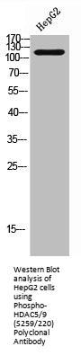 Phospho-HDAC5/HDAC9 (S259/220) Antibody