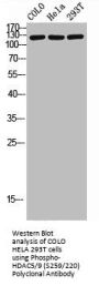 Phospho-HDAC5/HDAC9 (S259/220) Antibody