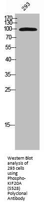 Phospho-KIF20A (S528) Antibody