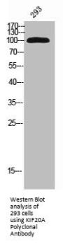 KIF20A Antibody