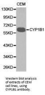 CYP1B1 Antibody
