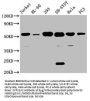 CYP21A2 Antibody