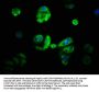 CYP21A2 Antibody