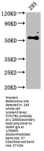 CYP27B1 Antibody