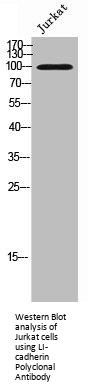 CDH17 Antibody