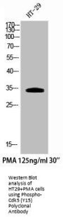 Phospho-CDK5 (Y15) Antibody