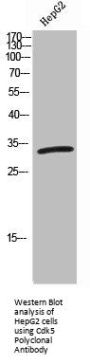 CDK5 Antibody