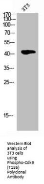 Phospho-CDK9 (T186) Antibody