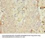CYP4B1 Antibody
