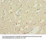 CYP4B1 Antibody