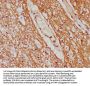 CYP7B1 Antibody