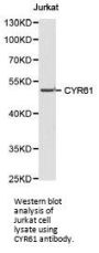 CYR61 Antibody