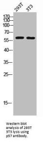 CDKN1C Antibody